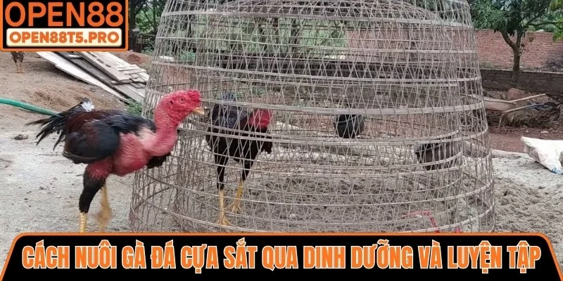 Chế độ dinh dưỡng và luyện tập