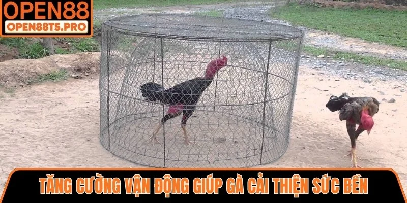 Tăng cường vận động giúp cải thiện sức bền