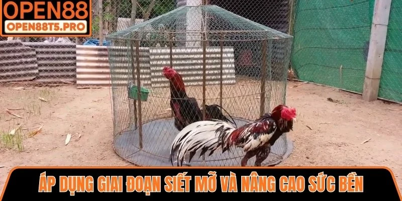Giai đoạn siết mỡ và nâng cao sức bền