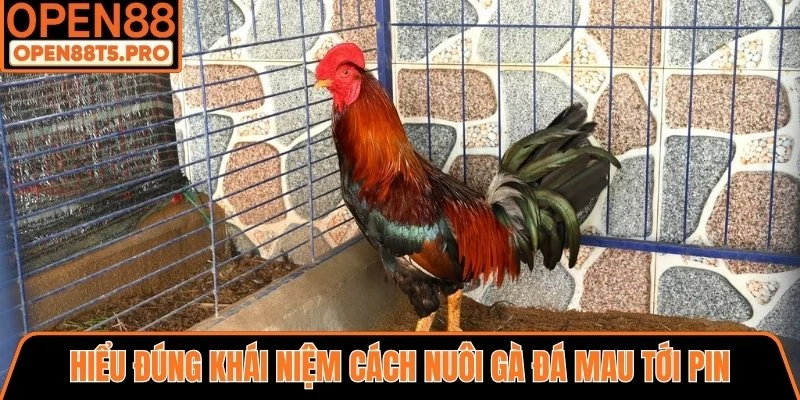 Hiểu đúng cách nuôi gà đá mau tới pin