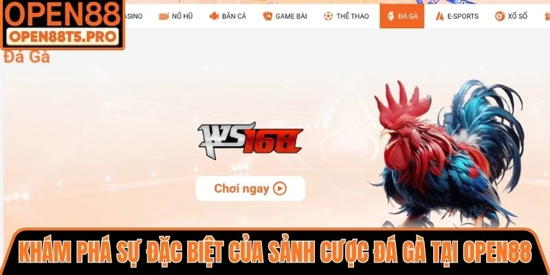 Khám phá sự đặc biệt của sảnh cược đá gà tại OPEN88