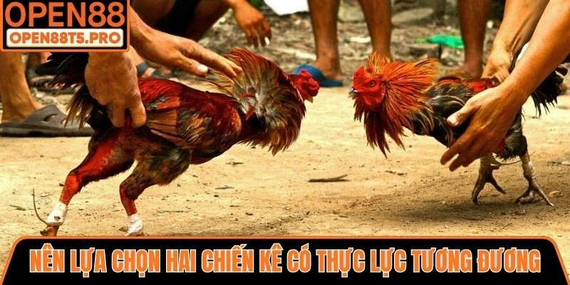 Nên lựa chọn hai chiến kê có thực lực tương đương